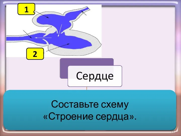 1 2 Составьте схему «Строение сердца». 1 2