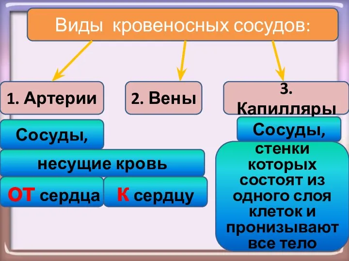 Виды кровеносных сосудов: 1. Артерии 2. Вены 3. Капилляры Сосуды, несущие