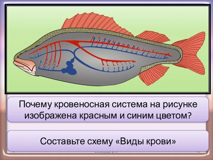 * Баранова А.П. Почему кровеносная система на рисунке изображена красным и