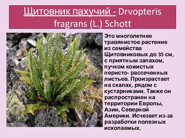 Щитовник пахучий - Drvopteris fragrans (L.) Schott Это многолетнее травянистое растение