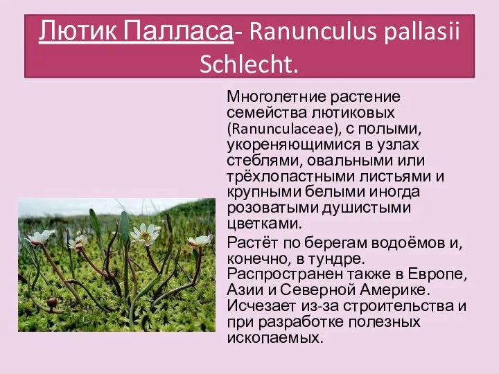 Лютик Палласа- Ranunculus pallasii Schlecht. Многолетние растение семейства лютиковых (Ranunculaceae), с