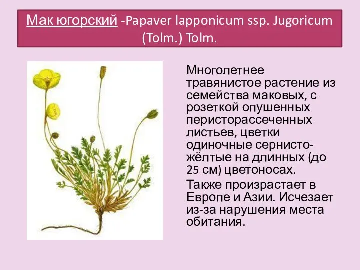 Мак югорский -Papaver lapponicum ssp. Jugoricum (Tolm.) Tolm. Многолетнее травянистое растение