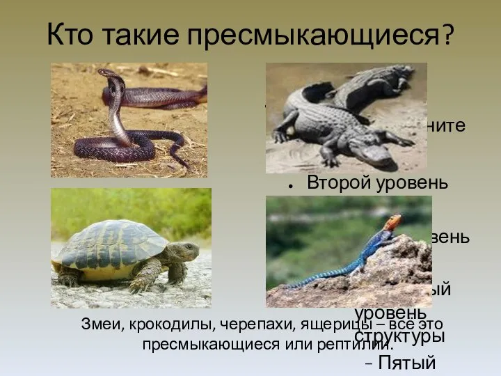 Кто такие пресмыкающиеся? Змеи, крокодилы, черепахи, ящерицы – всё это пресмыкающиеся или рептилии.