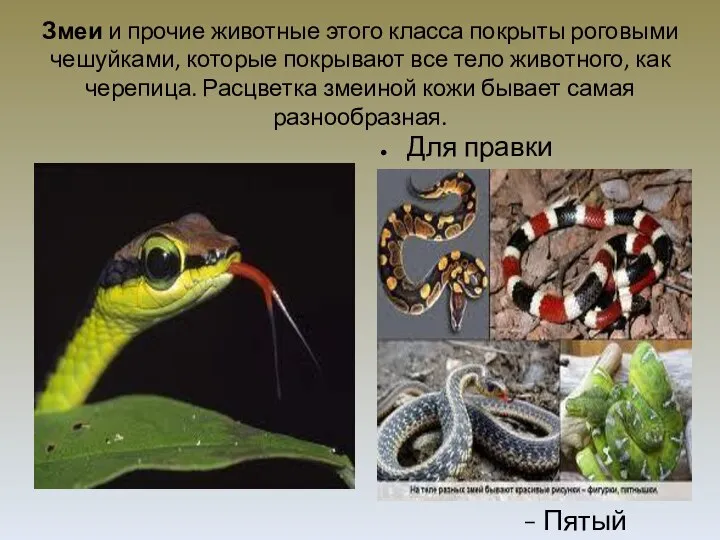 Змеи и прочие животные этого класса покрыты роговыми чешуйками, которые покрывают