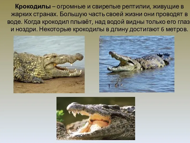 Крокодилы – огромные и свирепые рептилии, живущие в жарких странах. Большую