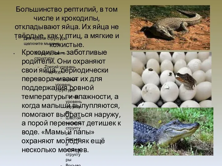 Большинство рептилий, в том числе и крокодилы, откладывают яйца. Их яйца