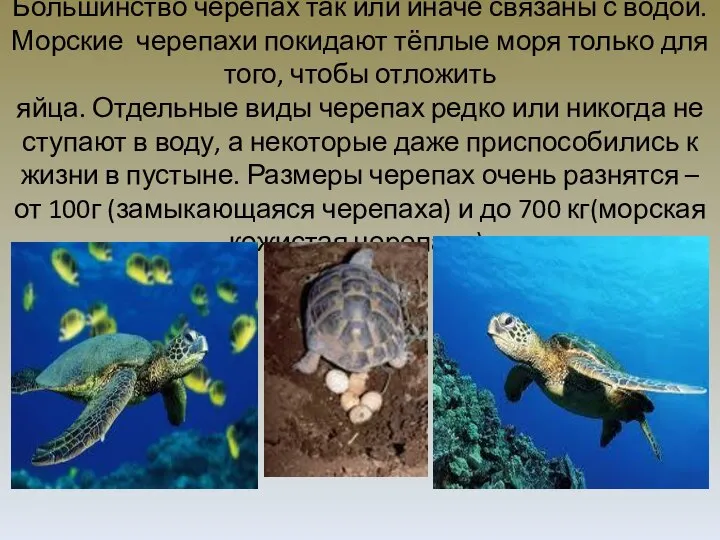 Большинство черепах так или иначе связаны с водой. Морские черепахи покидают