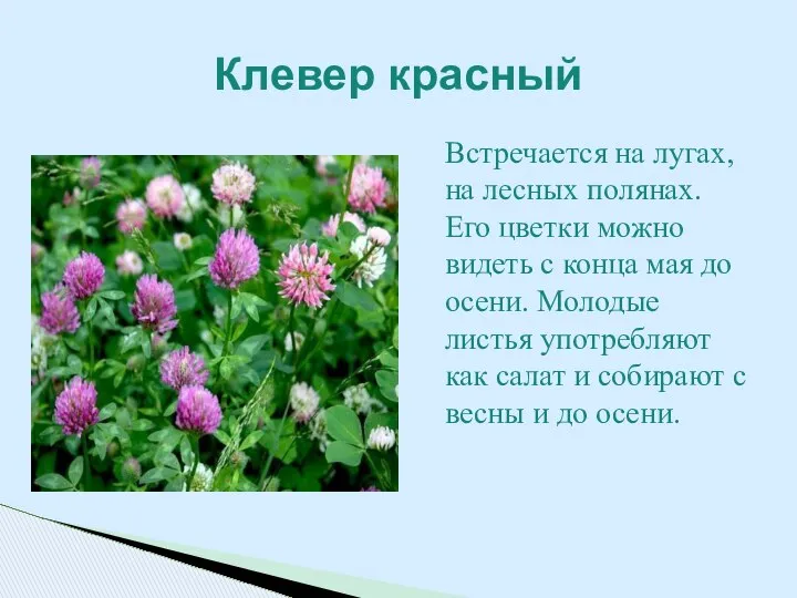 Встречается на лугах, на лесных полянах. Его цветки можно видеть с