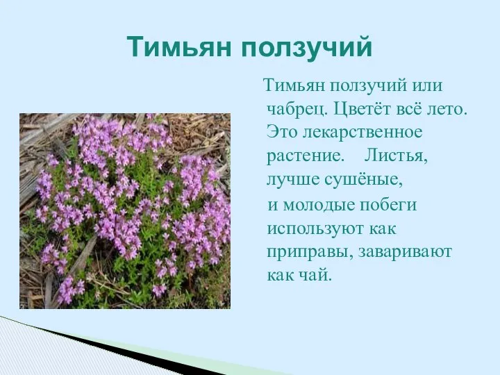 Тимьян ползучий или чабрец. Цветёт всё лето. Это лекарственное растение. Листья,