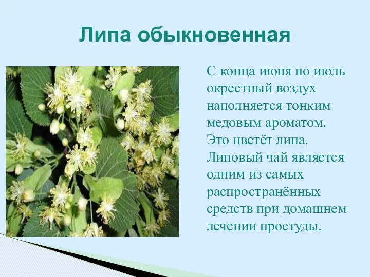 С конца июня по июль окрестный воздух наполняется тонким медовым ароматом.