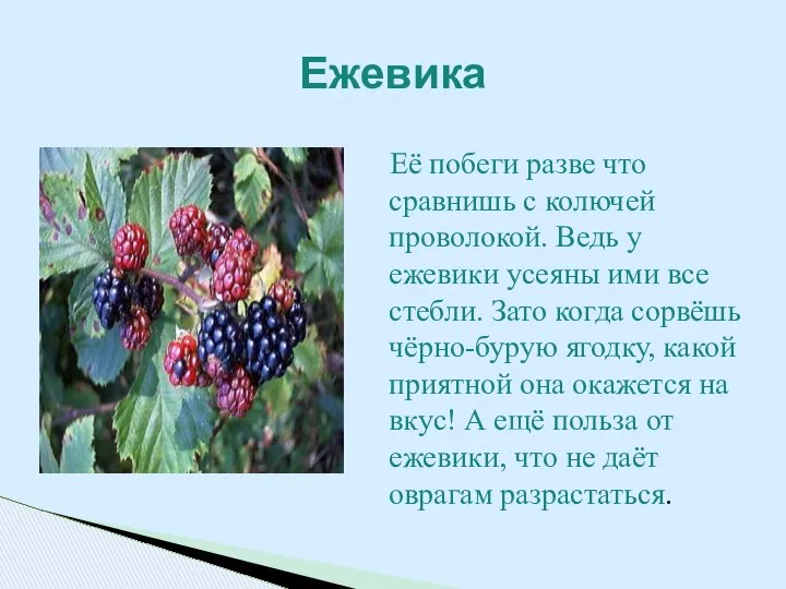 Её побеги разве что сравнишь с колючей проволокой. Ведь у ежевики