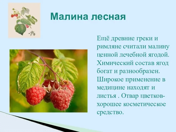 Ещё древние греки и римляне считали малину ценной лечебной ягодой. Химический