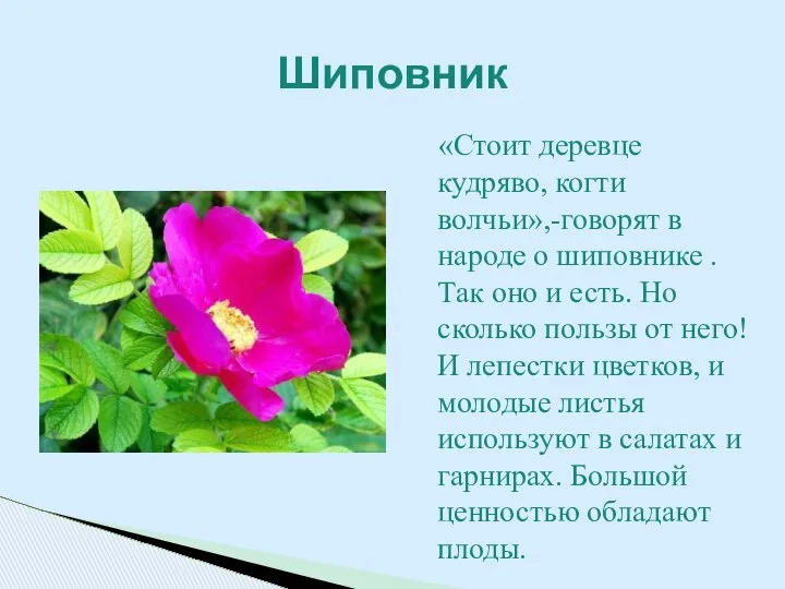 «Стоит деревце кудряво, когти волчьи»,-говорят в народе о шиповнике . Так