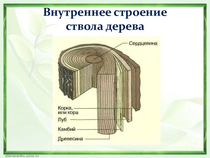 Внутреннее строение ствола дерева