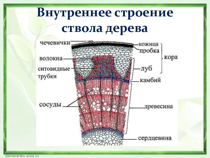 Внутреннее строение ствола дерева