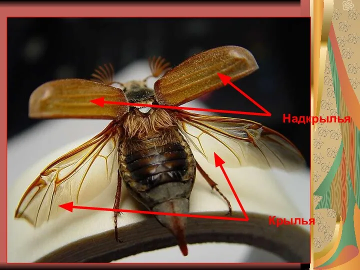 Надкрылья Крылья