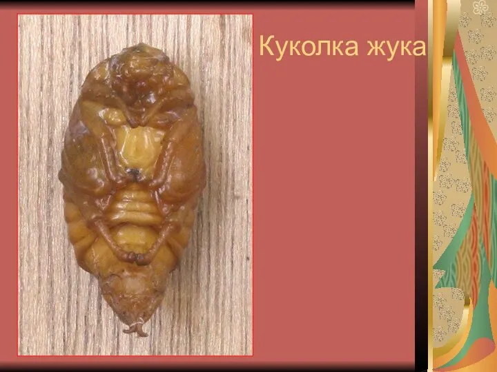 Куколка жука