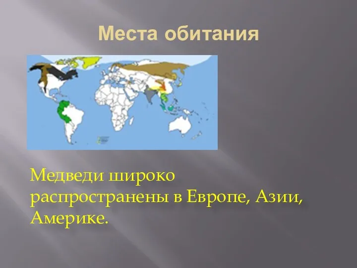 Места обитания Медведи широко распространены в Европе, Азии, Америке.