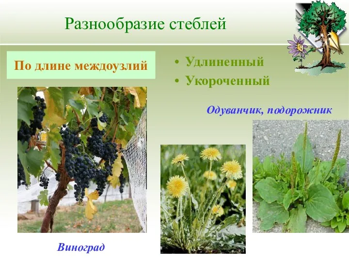 Разнообразие стеблей Удлиненный Укороченный По длине междоузлий Одуванчик, подорожник Виноград