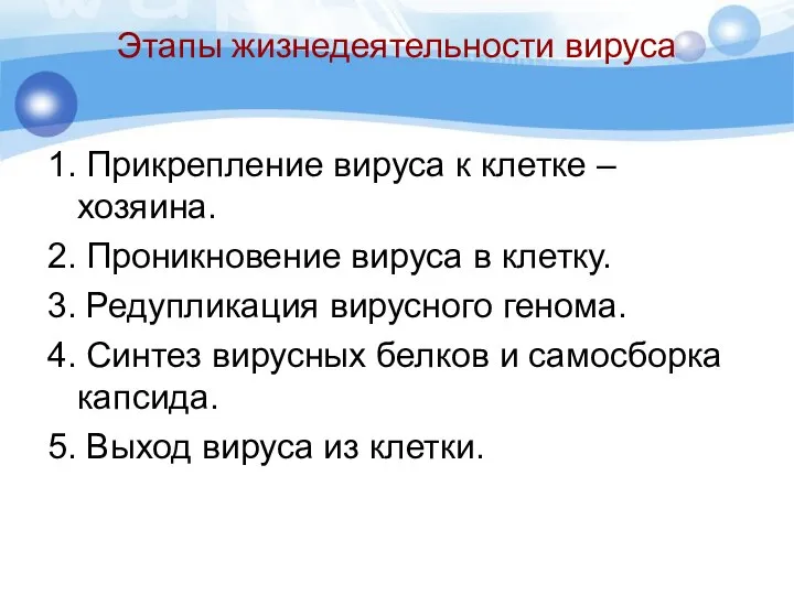 Этапы жизнедеятельности вируса 1. Прикрепление вируса к клетке –хозяина. 2. Проникновение