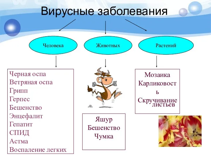 Вирусные заболевания Человека Животных Растений Черная оспа Ветряная оспа Грипп Герпес