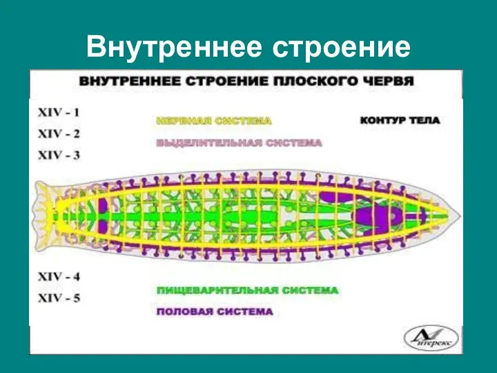 Внутреннее строение