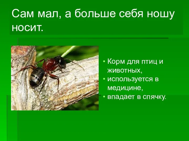 Сам мал, а больше себя ношу носит. Корм для птиц и