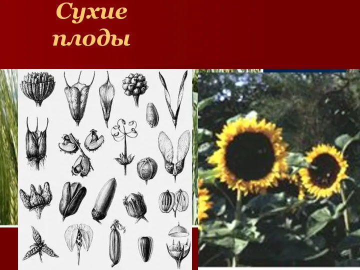 Сухие плоды