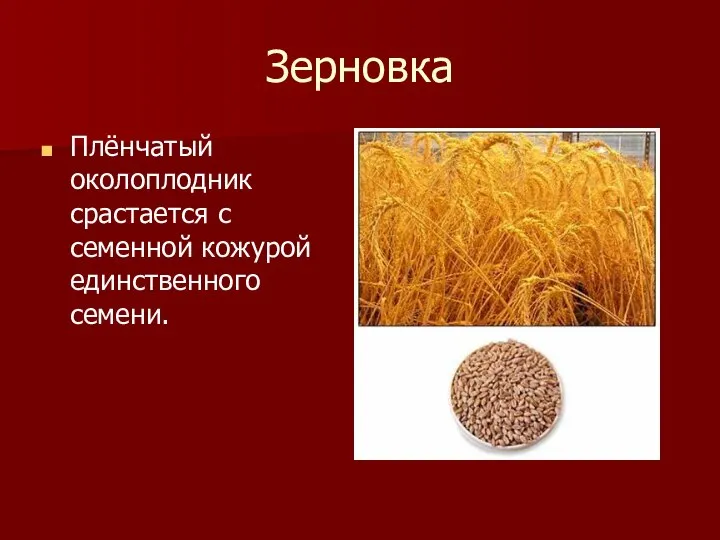 Зерновка Плёнчатый околоплодник срастается с семенной кожурой единственного семени.