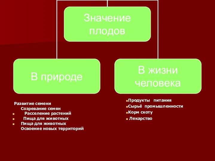 Развитие семени Созревание семян Расселение растений Пища для животных Пища для