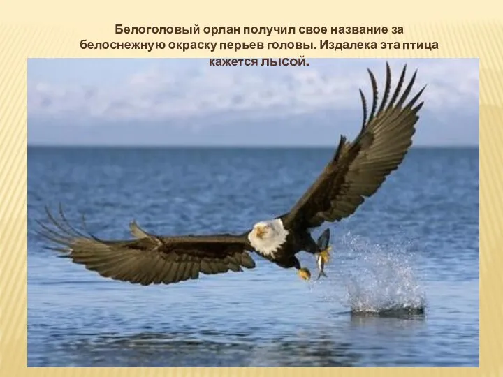 Белоголовый орлан получил свое название за белоснежную окраску перьев головы. Издалека эта птица кажется лысой.