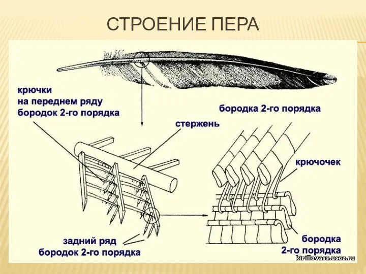 Строение пера