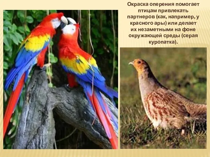 Окраска оперения помогает птицам привлекать партнеров (как, например, у красного ары)
