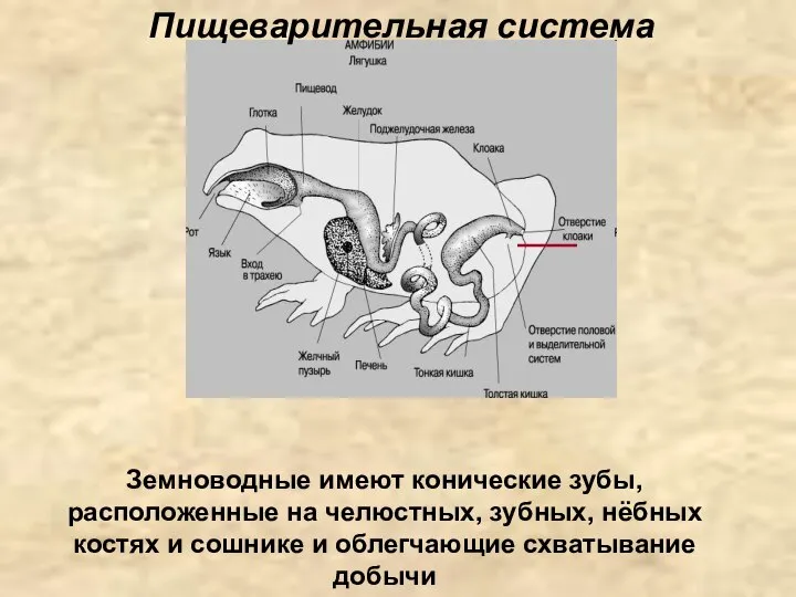 Пищеварительная система Земноводные имеют конические зубы, расположенные на челюстных, зубных, нёбных