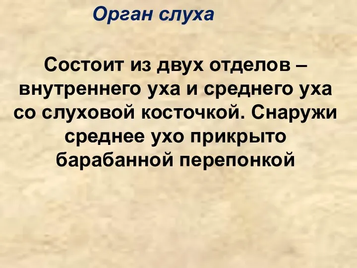 Орган слуха Состоит из двух отделов – внутреннего уха и среднего