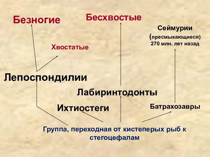 Группа, переходная от кистеперых рыб к стегоцефалам Батрахозавры Ихтиостеги Лабиринтодонты Лепоспондилии