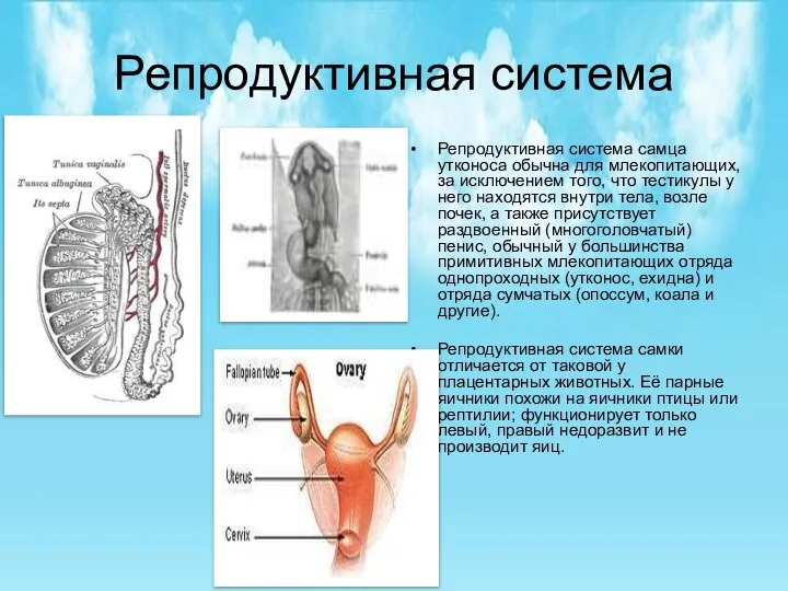 Репродуктивная система Репродуктивная система самца утконоса обычна для млекопитающих, за исключением