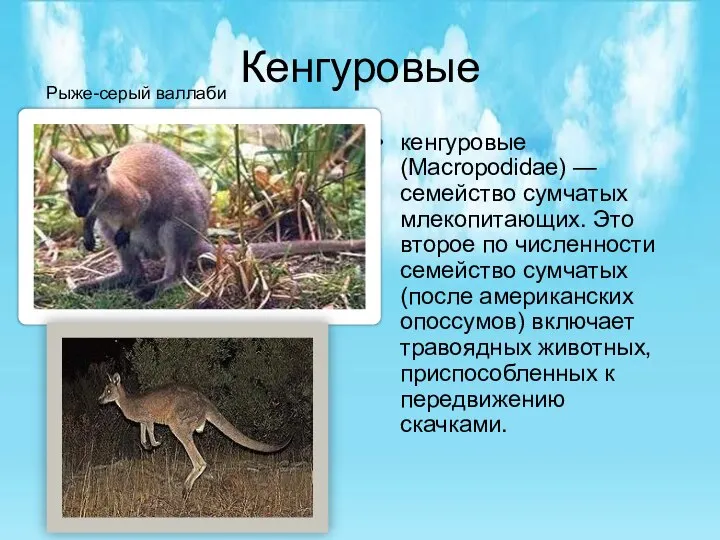 Кенгуровые кенгуровые (Macropodidae) — семейство сумчатых млекопитающих. Это второе по численности