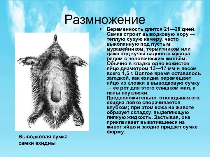 Размножение Беременность длится 21—28 дней. Самка строит выводковую нору — теплую