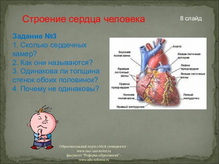 Строение сердца человека Задание №3 1. Сколько сердечных камер? 2. Как