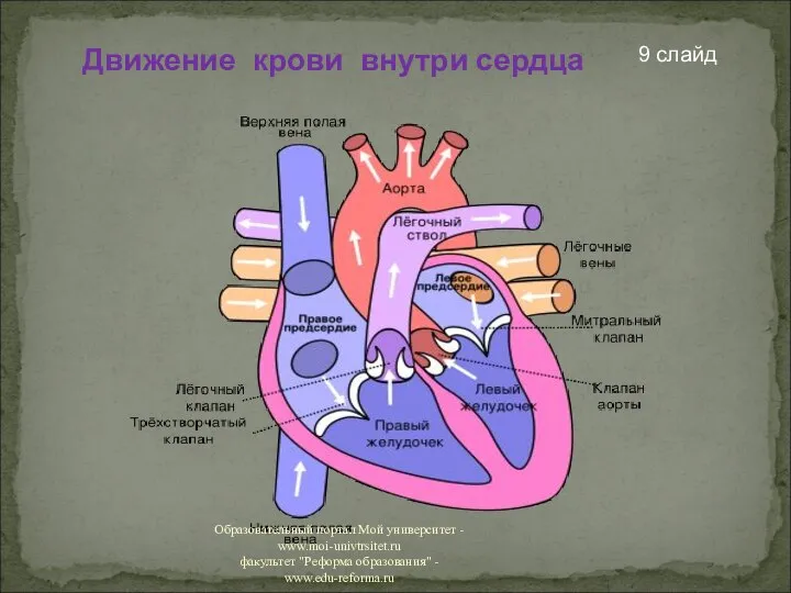 Движение крови внутри сердца 9 слайд Образовательный портал Мой университет -