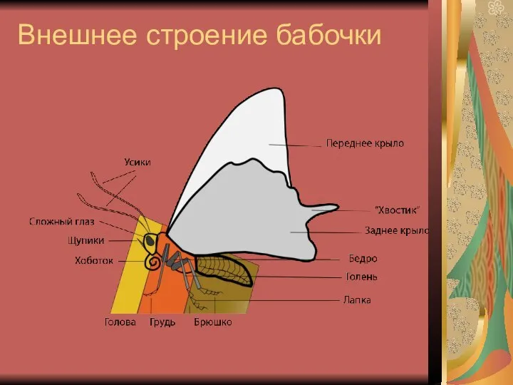 Внешнее строение бабочки