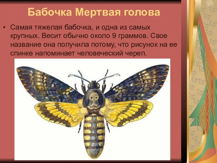 Бабочка Мертвая голова Самая тяжелая бабочка, и одна из самых крупных.