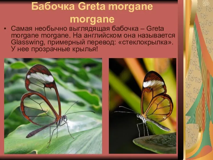 Бабочка Greta morgane morgane Самая необычно выглядящая бабочка – Greta morgane