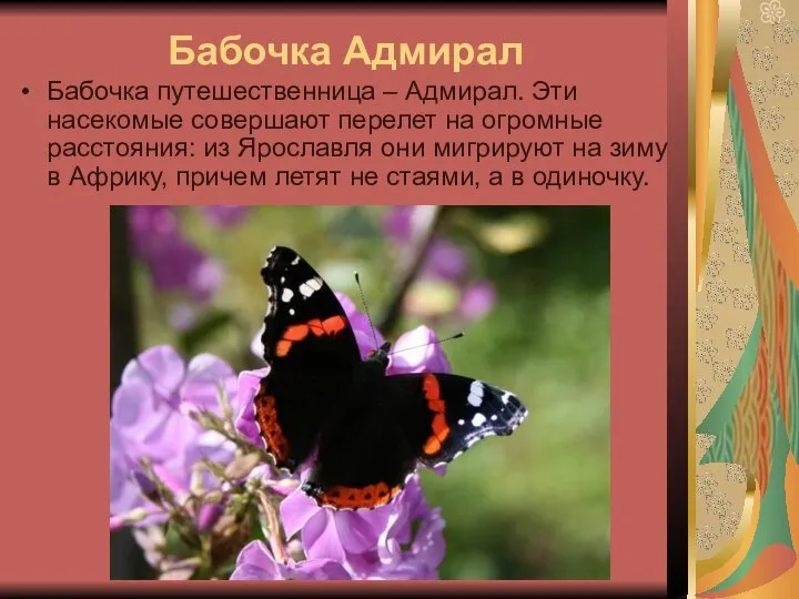 Бабочка Адмирал Бабочка путешественница – Адмирал. Эти насекомые совершают перелет на