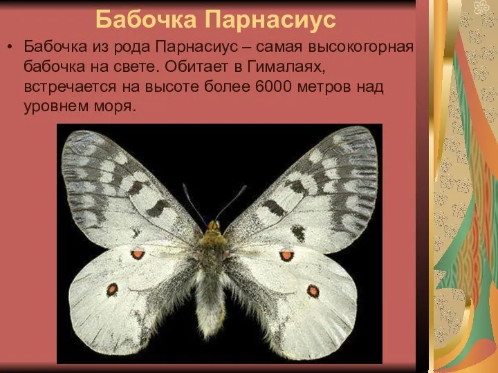 Бабочка Парнасиус Бабочка из рода Парнасиус – самая высокогорная бабочка на