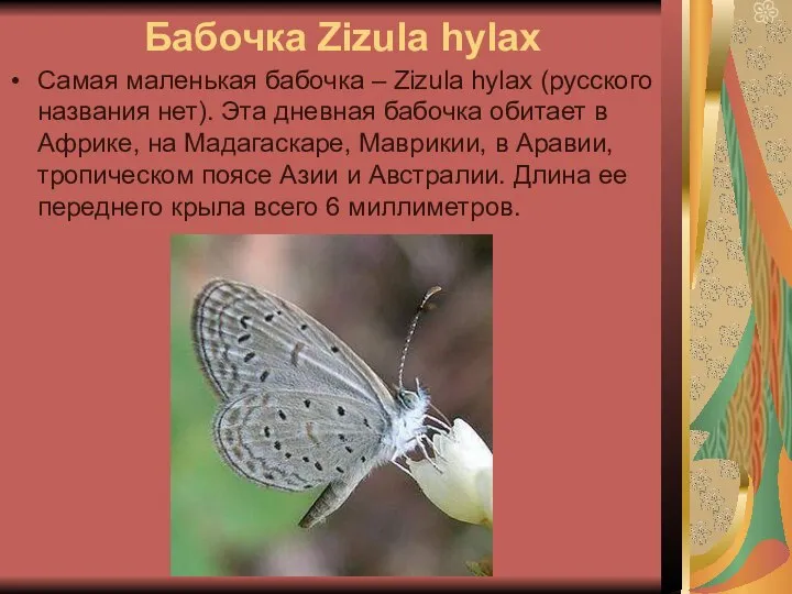 Бабочка Zizula hylax Самая маленькая бабочка – Zizula hylax (русского названия