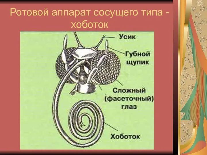 Ротовой аппарат сосущего типа - хоботок