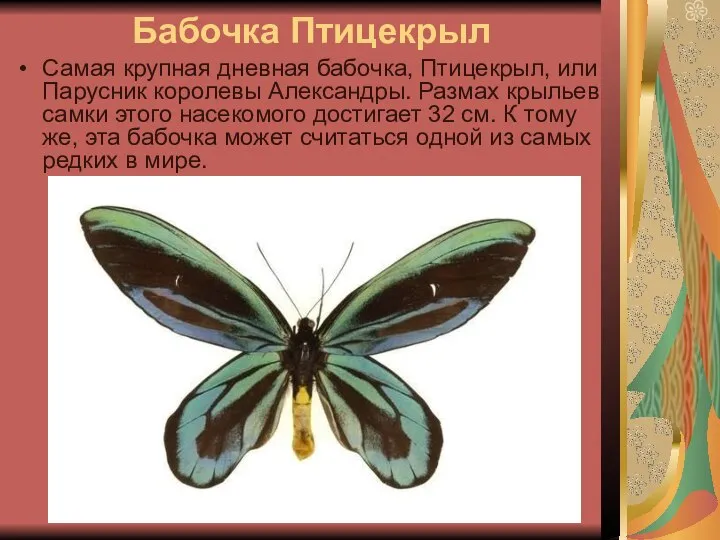 Бабочка Птицекрыл Самая крупная дневная бабочка, Птицекрыл, или Парусник королевы Александры.