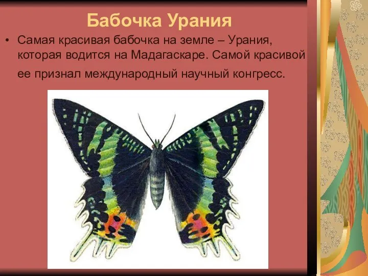 Бабочка Урания Самая красивая бабочка на земле – Урания, которая водится